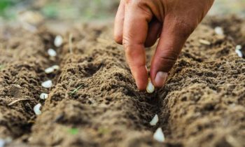 Quels sont les atouts de la protection des semences ?
