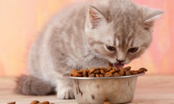 Meilleure alimentation pour chat : croquette ou pâtée ?