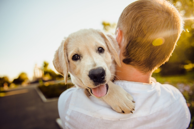 Adopter un chien : en refuge ou en animalerie ?