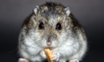 Quelques points à connaître avant d’adopter un hamster