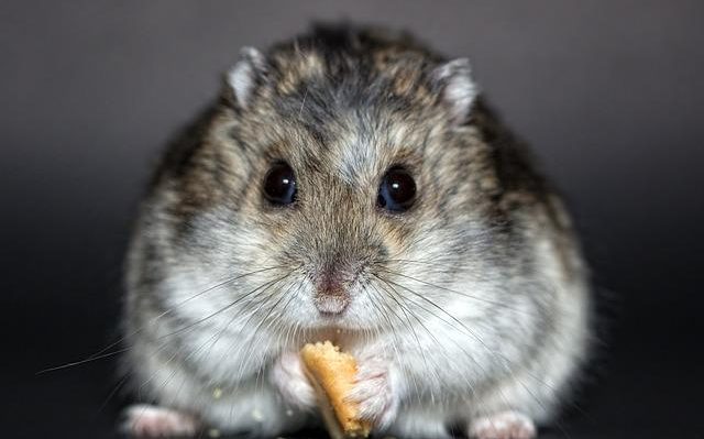 adopter hamster