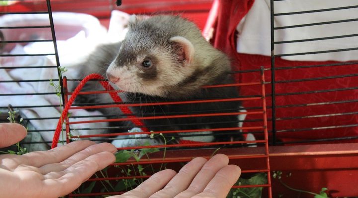 Quelques points à connaître avant d’adopter un furet