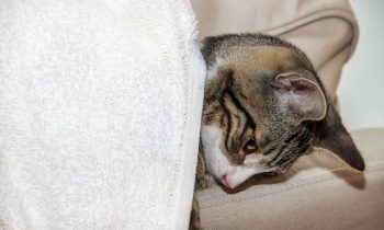 Comment traiter un chat souffrant de lipidose hépatique ?