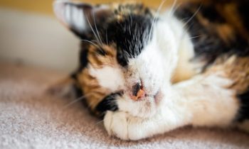 Incontinence urinaire chez le chat : comment le traiter ?