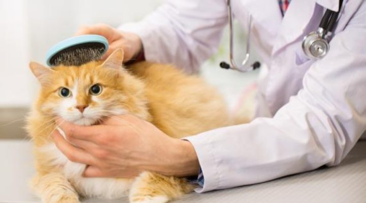 Le Coryza chez les chats