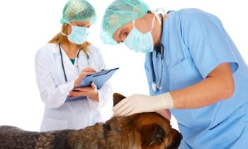 Visites vétérinaires régulières : l’importance des soins préventifs pour les animaux de compagnie