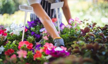Faites de votre jardin un spectacle de couleurs : Sélection de fleurs éclatantes