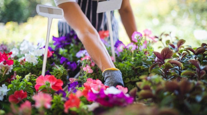Faites de votre jardin un spectacle de couleurs