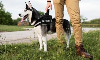 Maîtriser l’art du dressage de chien de chasse : stratégies pour un entraînement efficace