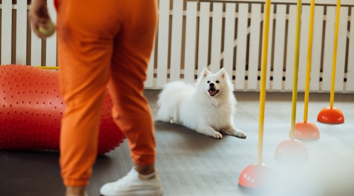 9-Créer un espace de jeu sécurisé pour les animaux de compagnie