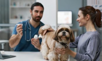Gestion des allergies chez les animaux de compagnie : Réduire les irritations cutanées et les symptômes