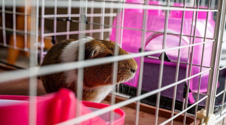 15- Conseils pour l’aménagement d’une cage spacieuse et enrichissante pour votre cochon d’Inde