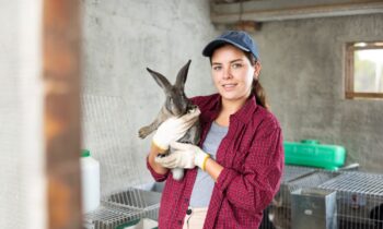 Comment aménager un habitat sûr et confortable pour votre lapin : Conseils d&rsquo;aménagement