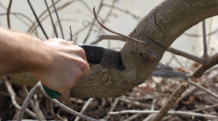 apprenez comment désinfecter efficacement vos outils de taille pour prévenir les maladies des plantes et assurer une coupe propre et saine.