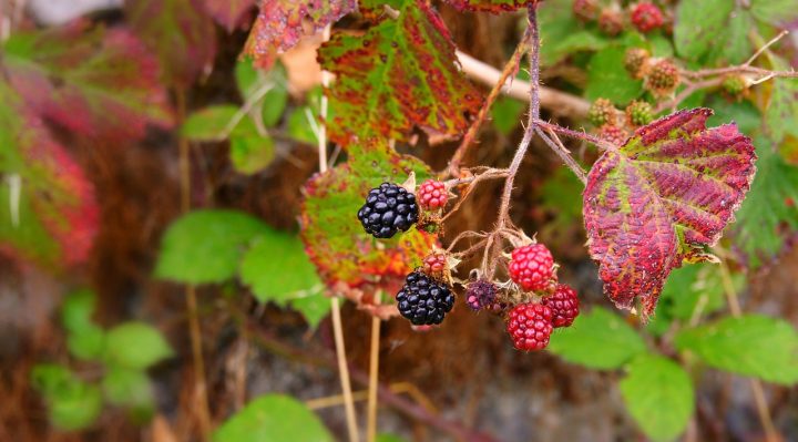 découvrez tout sur les haies champêtres : leur rôle écologique, comment les planter et entretenir pour protéger la biodiversité et embellir votre jardin.