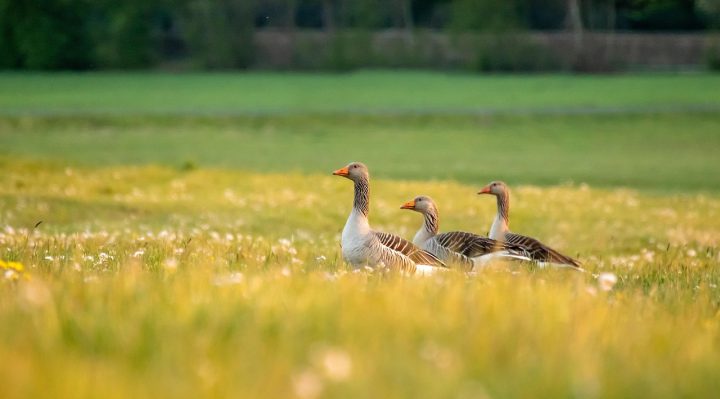 optimisez la santé de votre pelouse grâce à l'aération du sol : améliorez la circulation de l'air, de l'eau et des nutriments pour un gazon plus dense et résistant.