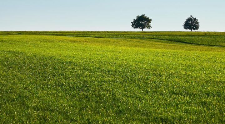 découvrez comment éviter et traiter les brûlures causées par les engrais pour pelouse afin de garder une pelouse saine et verdoyante toute l'année.