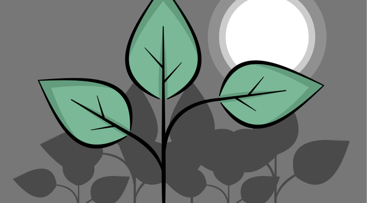 découvrez le jardinage lunaire : cultivez vos plantes en harmonie avec les phases de la lune pour optimiser croissance et récolte.