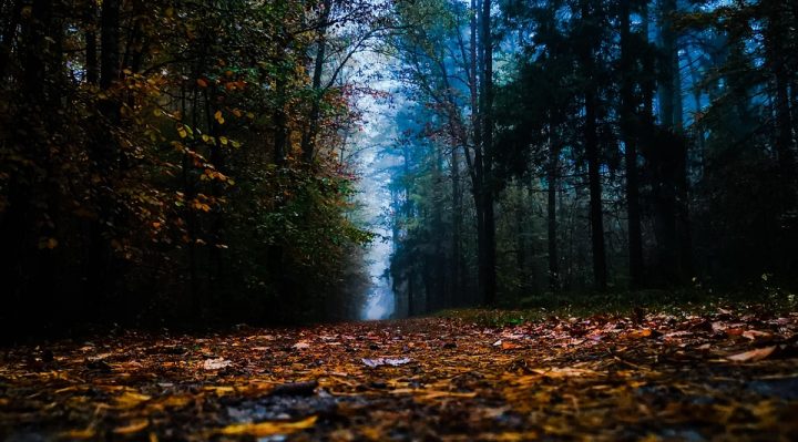 le mulching est une technique de jardinage qui consiste à couvrir le sol avec des matières organiques pour conserver l'humidité, enrichir la terre et limiter la croissance des mauvaises herbes.