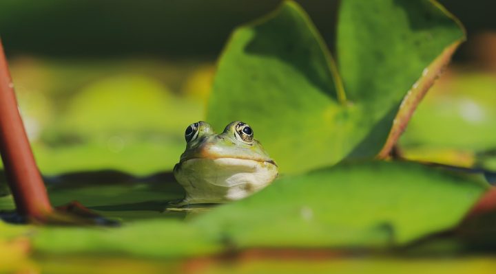 découvrez tout sur les étangs : leur importance écologique, la faune et la flore qu'ils abritent, ainsi que des conseils pour créer et entretenir votre propre étang.