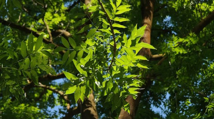 découvrez les utilisations et les bienfaits des cendres de bois, un amendement naturel pour le jardinage et un allié écologique au quotidien.