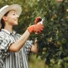 haies fruitiers