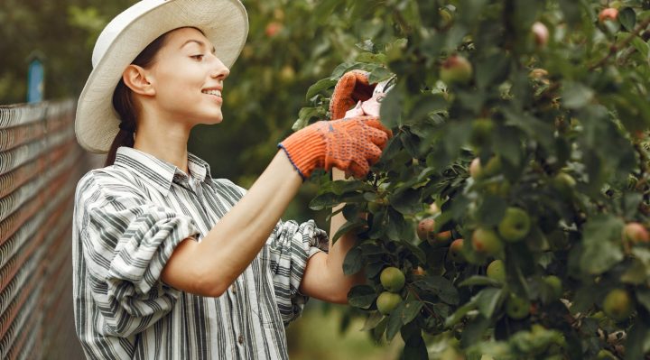 haies fruitiers