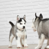 Alimentation équilibrée du chiot Husky_les erreurs de croissance