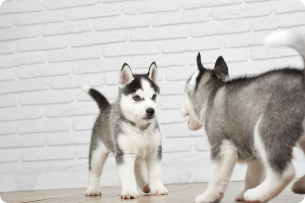 Alimentation équilibrée du chiot Husky_les erreurs de croissance