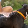 Améliorer le bien-être de votre animal grâce au massage animalier