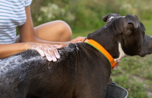 Améliorer le bien-être de votre animal grâce au massage animalier