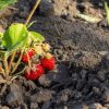 Préparer les sols agricoles pour favoriser la culture des fraises
