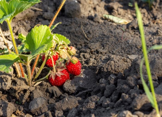 Préparer les sols agricoles pour favoriser la culture des fraises