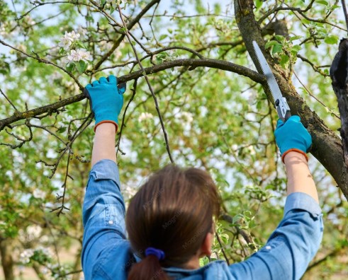 Préserver la santé des arbres grâce à la biologie de l’arbre et à l’élagage professionnel